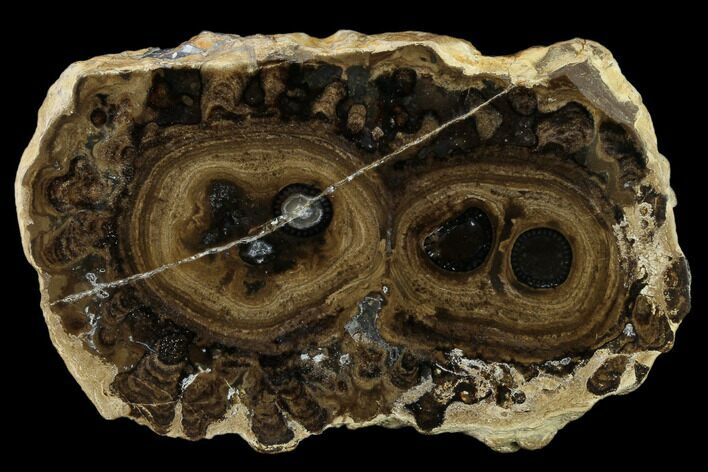 Polished Fossil Stromatolite Colony on Reed - Utah #130607